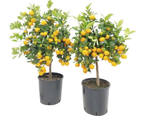 Orange FloraSelf Citrus calamondin H 70-90 cm Ø 24 cm Topf