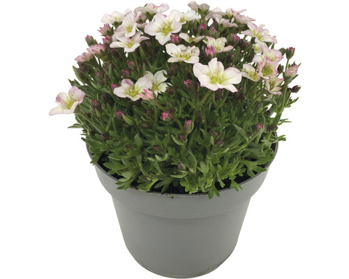 Blühende Saxifraga-Pflanze im Topf