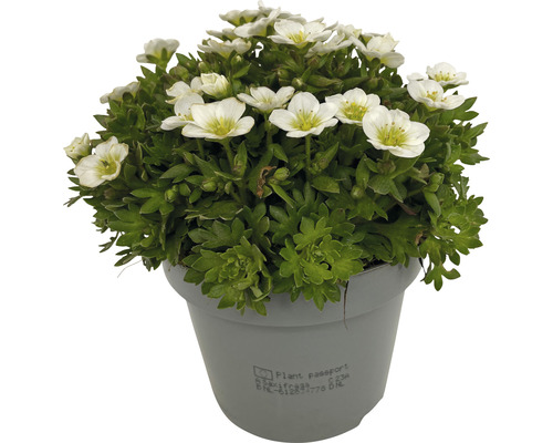 Blütenpolster Saxifraga in einem Topf