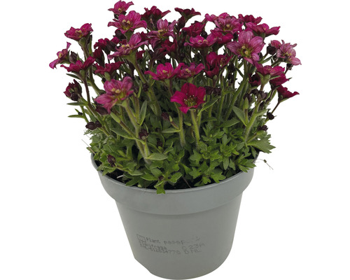 Blütenpolster Saxifraga im Topf