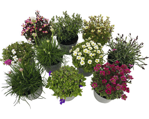 Plantes de printemps FloraSelf diff. variétés pot Ø 12 cm