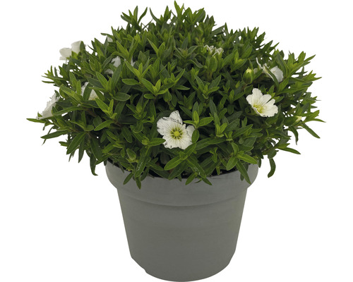 Blaukissen mit weißen Blüten im Topf