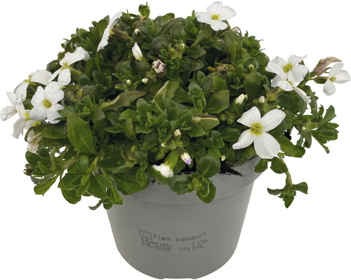 Blaukissen im Topf mit weißen Blüten