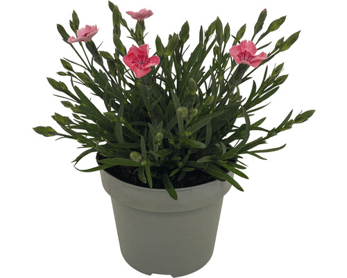 Nelke im Topf mit rosa Blüten