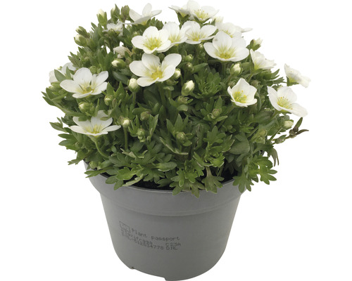 Blütenpolster im Topf mit weißen Blüten