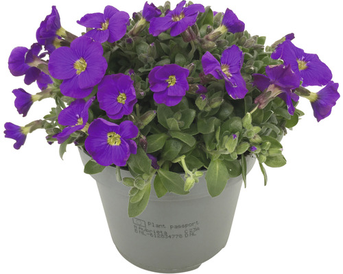 Blaukissen im Topf mit violetten Blüten