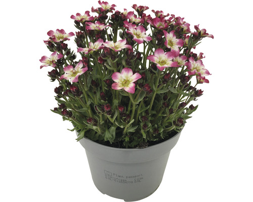 Blühende Steinbrechpflanze im Topf