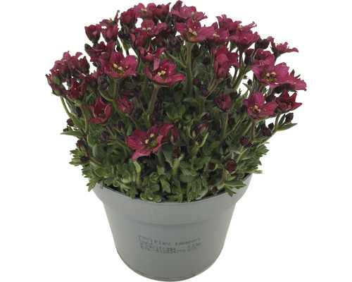 Blühende Steinbrechpflanze in einem Topf