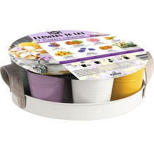 Blumenset zum Essen, 7 essbare Blumensorten im Set