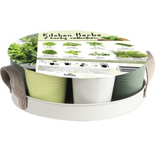 Ensemble d''herbes de cuisine avec sept herbes différentes en pots sur un plateau