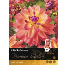 Emballage de deux dahlias tricolores, variété décorative