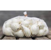 Netz mit Zwiebeln zum Pflanzen