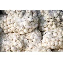 Mehrere Netze mit Saatknoblauch für den Garten