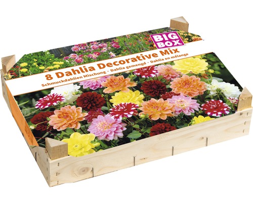 Bulbe de dahlias boîte en bois 'Deco Mischung' 8 pièces