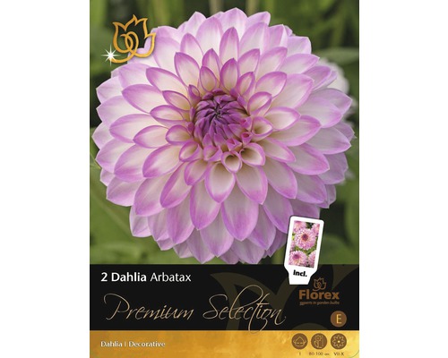 Blumenzwiebel Premium Dahlie 'Arbatax' 2 Stk.