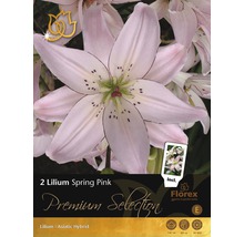 Paquet de bulbes de Lilium Spring Pink avec fleur