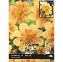 Packung mit zwei Dahlien Blumenzwiebeln der Sorte Kelsey Annie Joy
