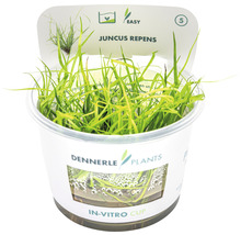 Grasartiges Binsengewächs - Juncus repens In-Vitro