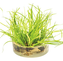 Grasartiges Binsengewächs - Juncus repens In-Vitro