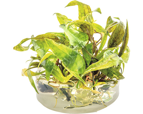 Plante d''aquarium dans un récipient en verre