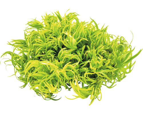Riccia fluitans pour aquariums