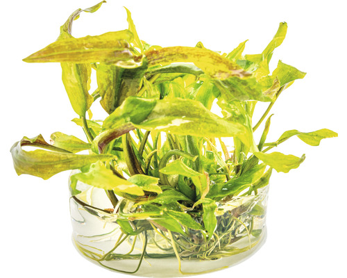 Aquariumpflanze in einem Glasbehälter