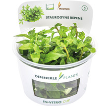 Staurogyne - Staurogyne repens In-Vitro
