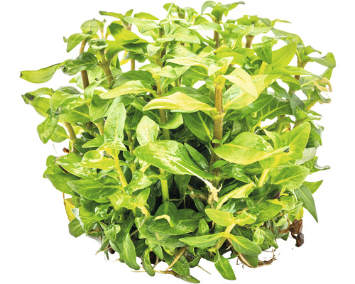 Plante d''aquarium avec des feuilles vertes