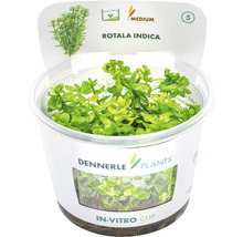 Rotala indica In-Vitro