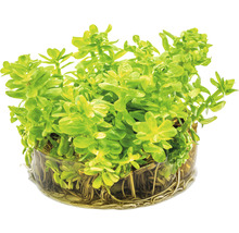 Rotala indica In-Vitro
