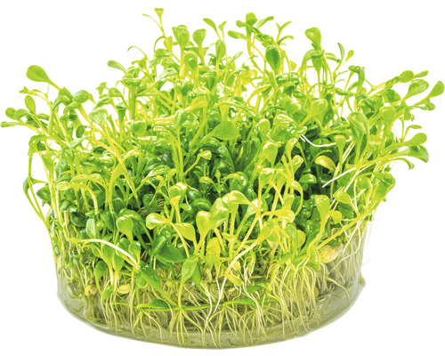 Plante aquatique en pot