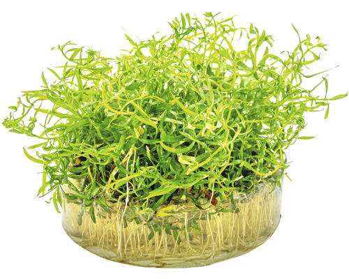 Plante aquatique dans un bol en verre avec des racines