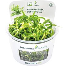Trugkölbchen - Heteranthera zosterifolia In-Vitro
