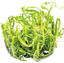Trugkölbchen - Heteranthera zosterifolia In-Vitro