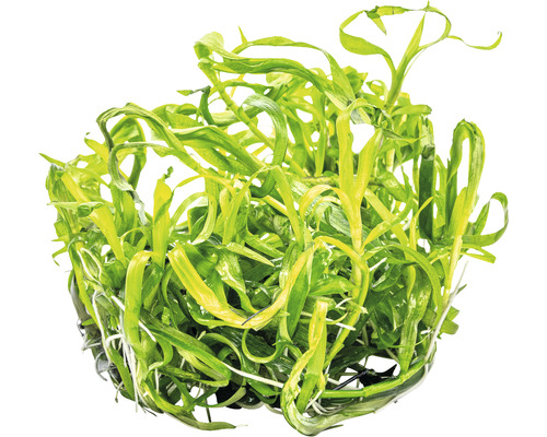 Plante d''aquarium avec de longues feuilles