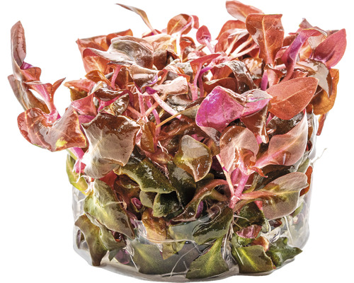Ludwigia repens ''Rubin'' im Topf für Aquarien