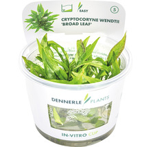 Breiblättriger Wendts Wasserkelch - Cryptocoryne wendtii Broad Leaf In-Vitro