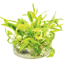 Breiblättriger Wendts Wasserkelch - Cryptocoryne wendtii Broad Leaf In-Vitro