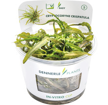 Grasblättriger Wasserkelch - Cryptocoryne crispatula In-Vitro