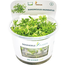 Renoncule de rivière In-Vitro