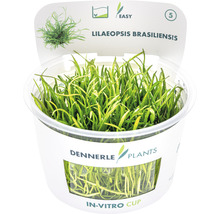 Brasilianische Graspflanze - Lilaeopsis brasiliensis In-Vitro