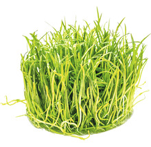 Brasilianische Graspflanze - Lilaeopsis brasiliensis In-Vitro
