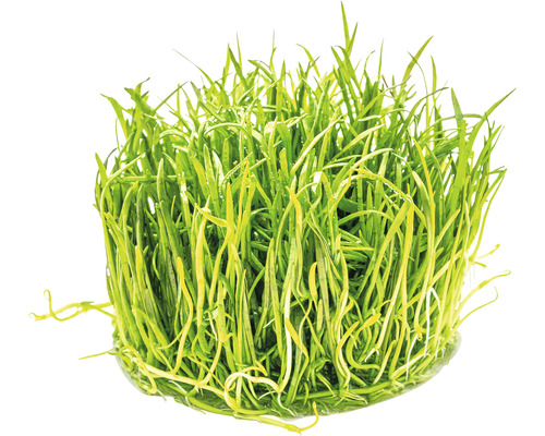 Büschel grüne Aquariumpflanze