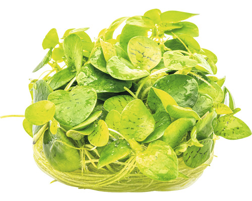 Plante d''aquarium sur un substrat nutritif