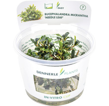 Schmalblättrige Bucephalandra - Bucepha.spec. Mini Needle Leaf In-Vitro