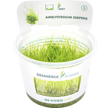 Kriechendes Stumpfdeckelmoos - Amblystegium serpens In-Vitro