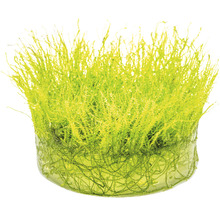 Kriechendes Stumpfdeckelmoos - Amblystegium serpens In-Vitro