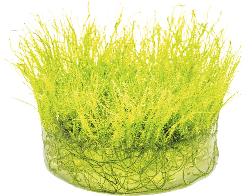 Mousse d''aquarium en pot