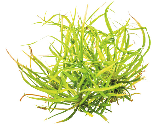 Plante d''aquarium avec de longues feuilles vertes