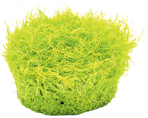 Plante d''aquarium boule de mousse